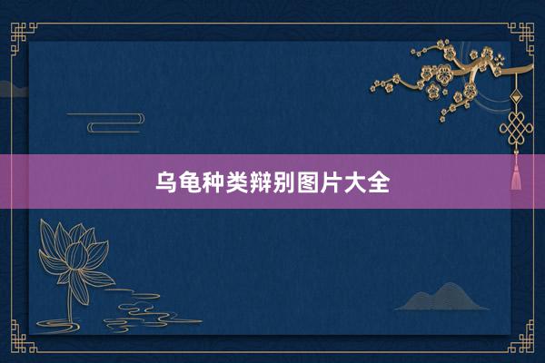 乌龟种类辩别图片大全